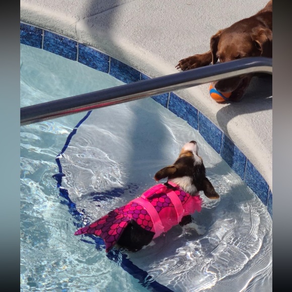 Mermaid Dog Sz SMALL Life Jacket Vest Saver Safety Swim Preserver Rescue Handle - Picture 9 of 16